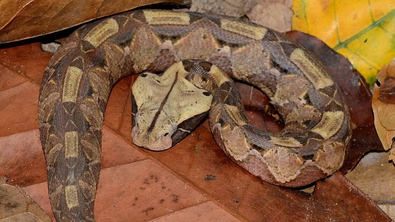 Gaboon Viper