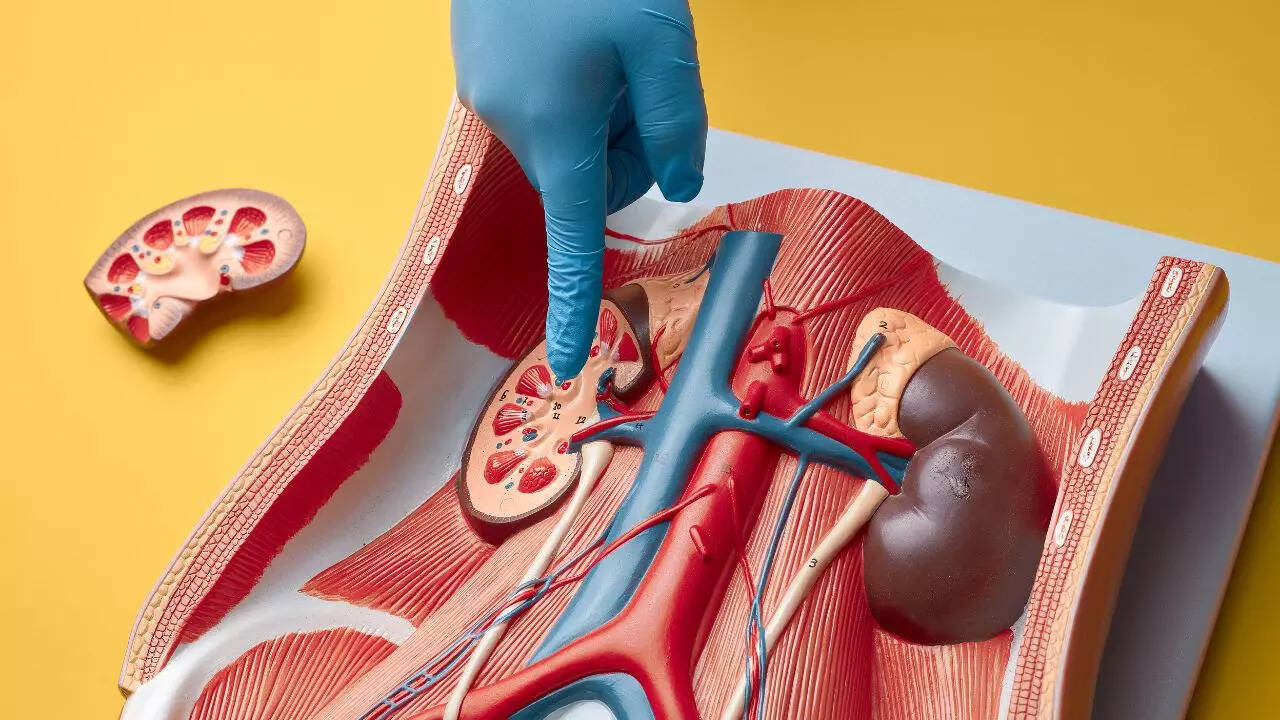 kidney