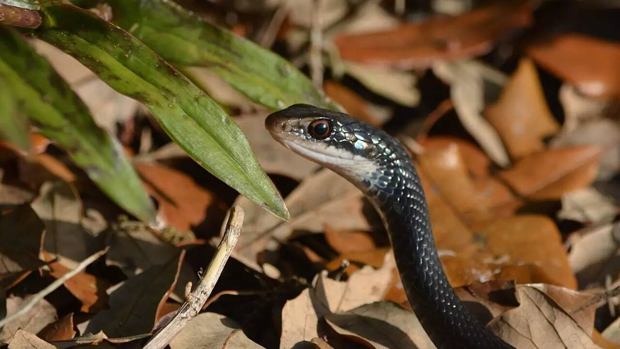 ​Northern Black Racer