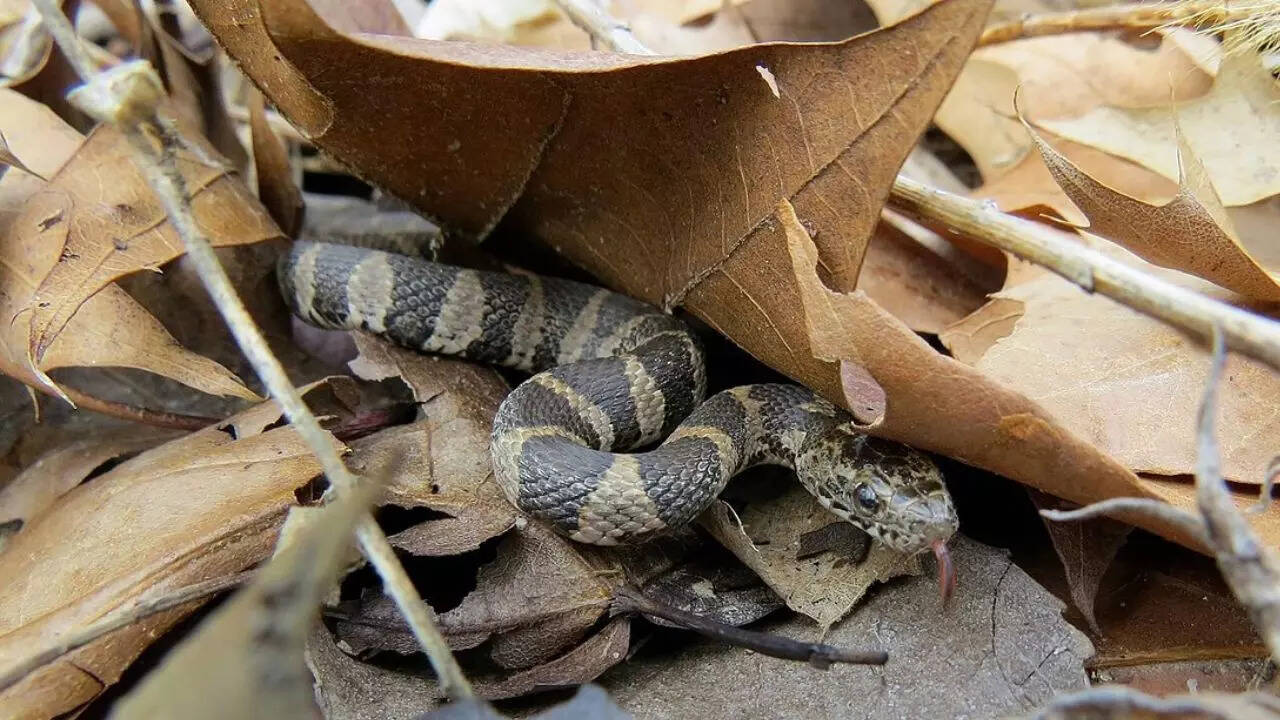 Northern Water Snake