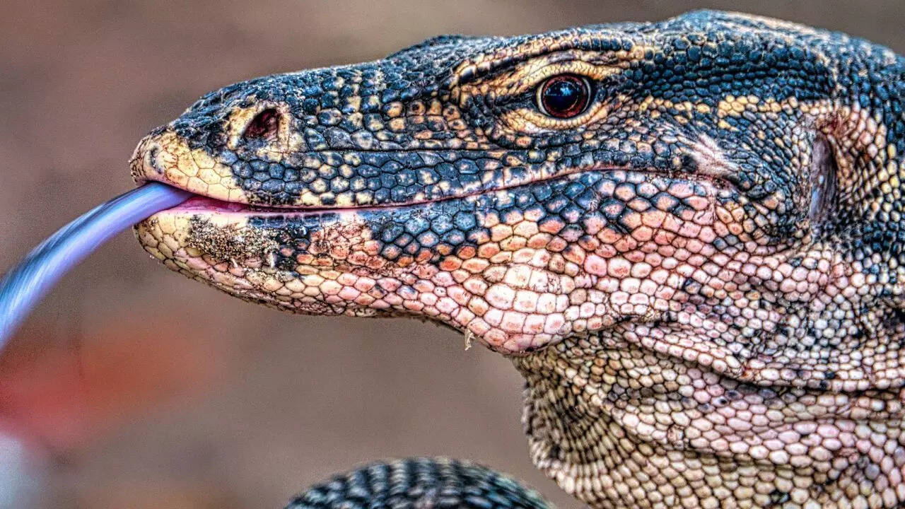 Komodo Dragon
