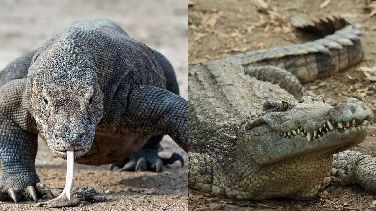 Komodo Dragon vs. Crocodile