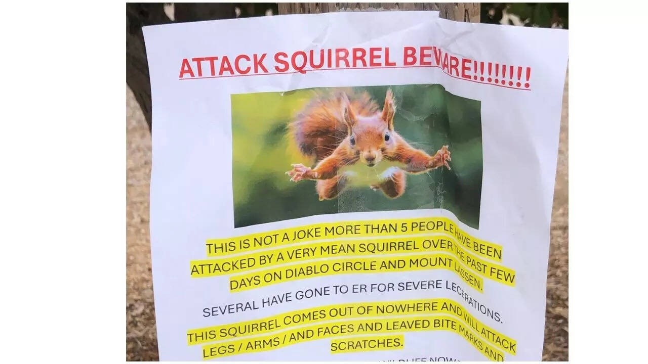 “Squirrel Beware!”: San Francisco Bay Area residents attacked by aggressive squirrel leaving residents in blood and chaos; tips to stay safe