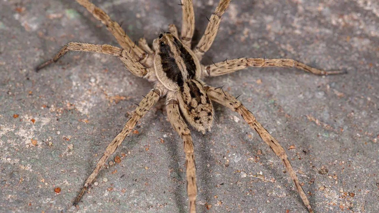 Wolf spider