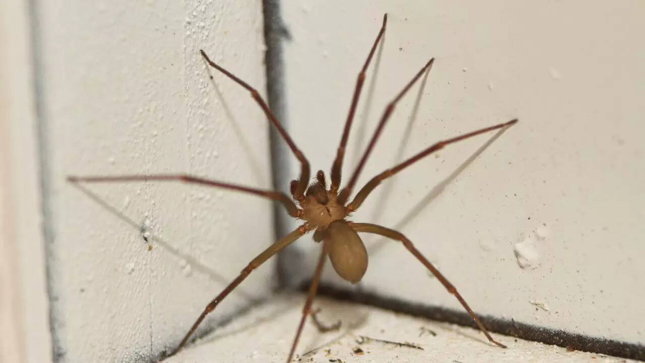Brown recluse