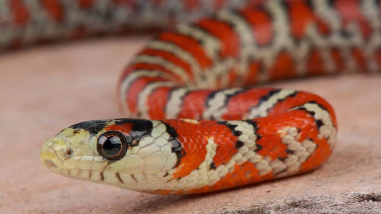 Copperhead vs kingsnake diet and hunting strategies
