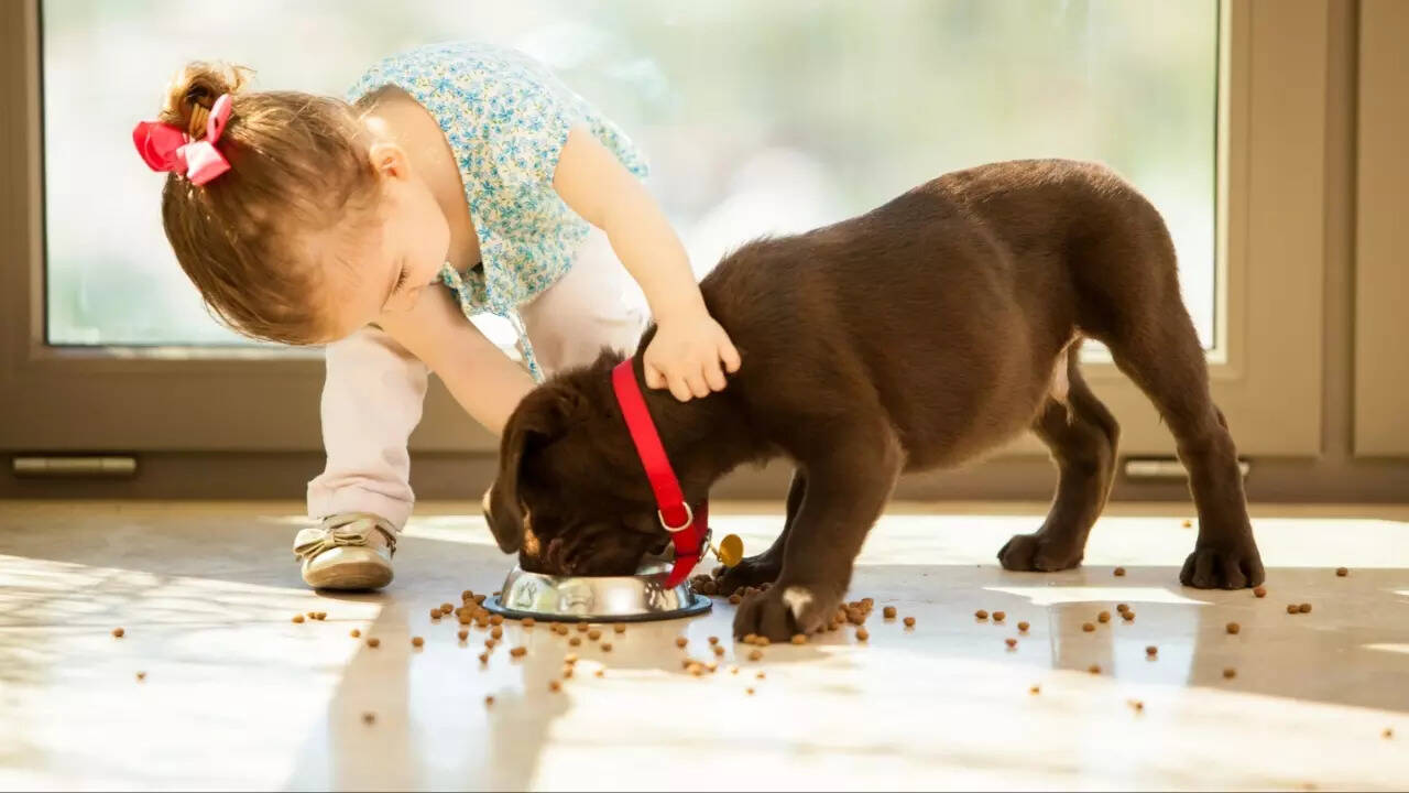 Pet Care