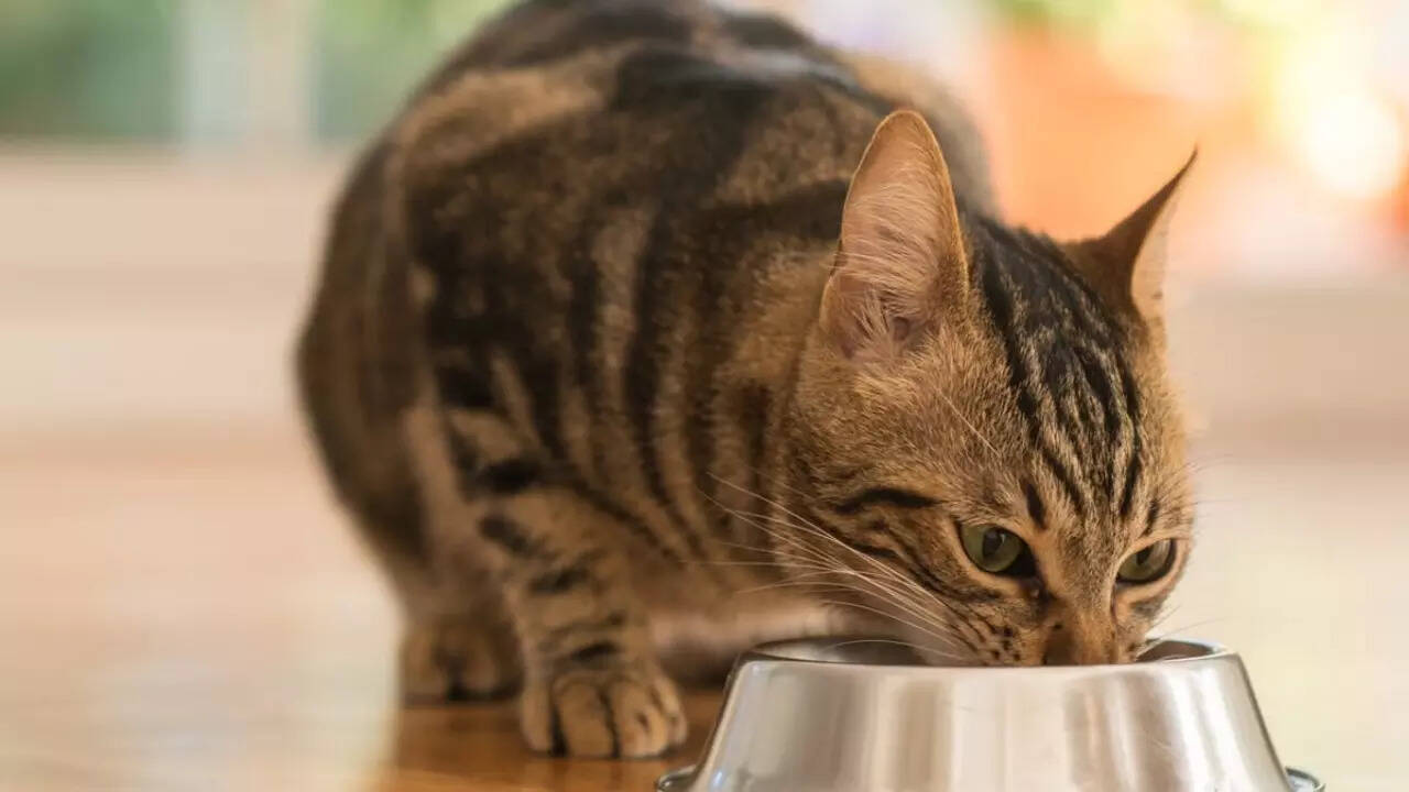 Pet food