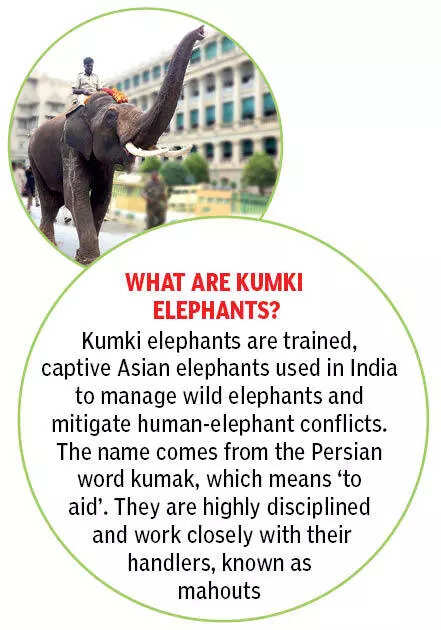 What are Kumki Elephants?