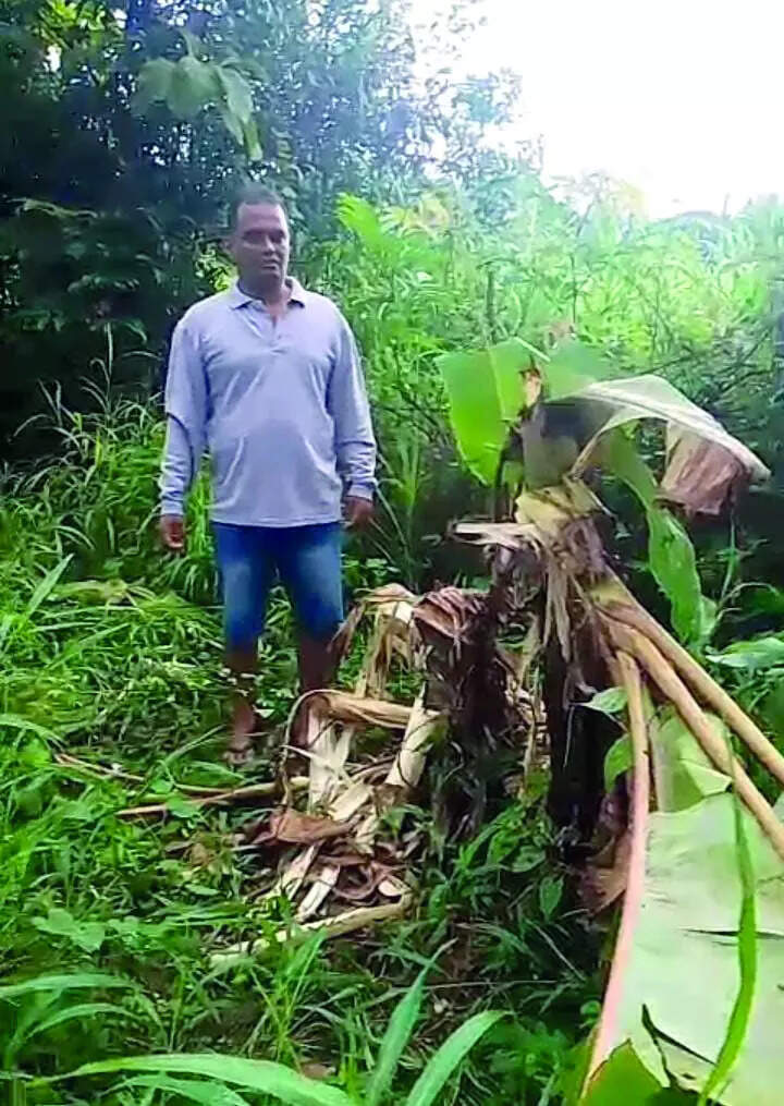 Omkar enters fields