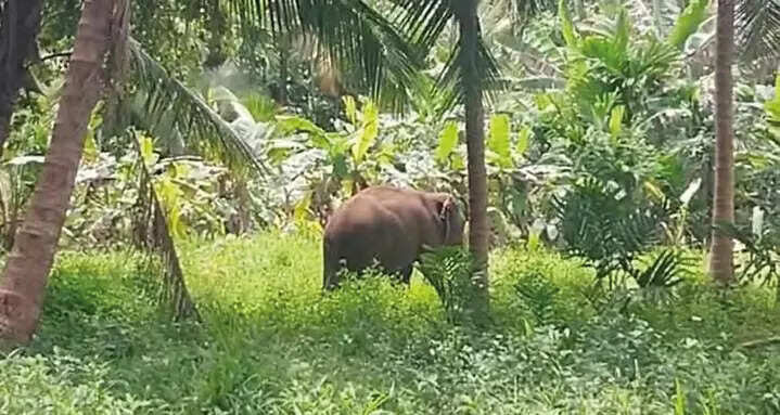 Elephant Trail