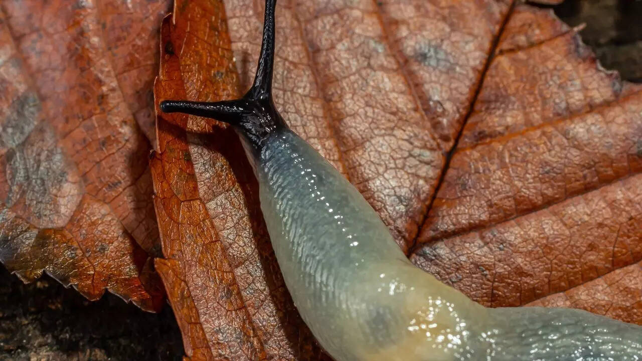 8 natural methods to keep slugs out of your garden