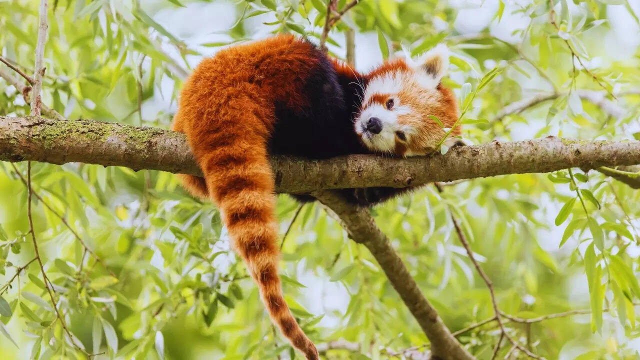 Sikkim – Red panda