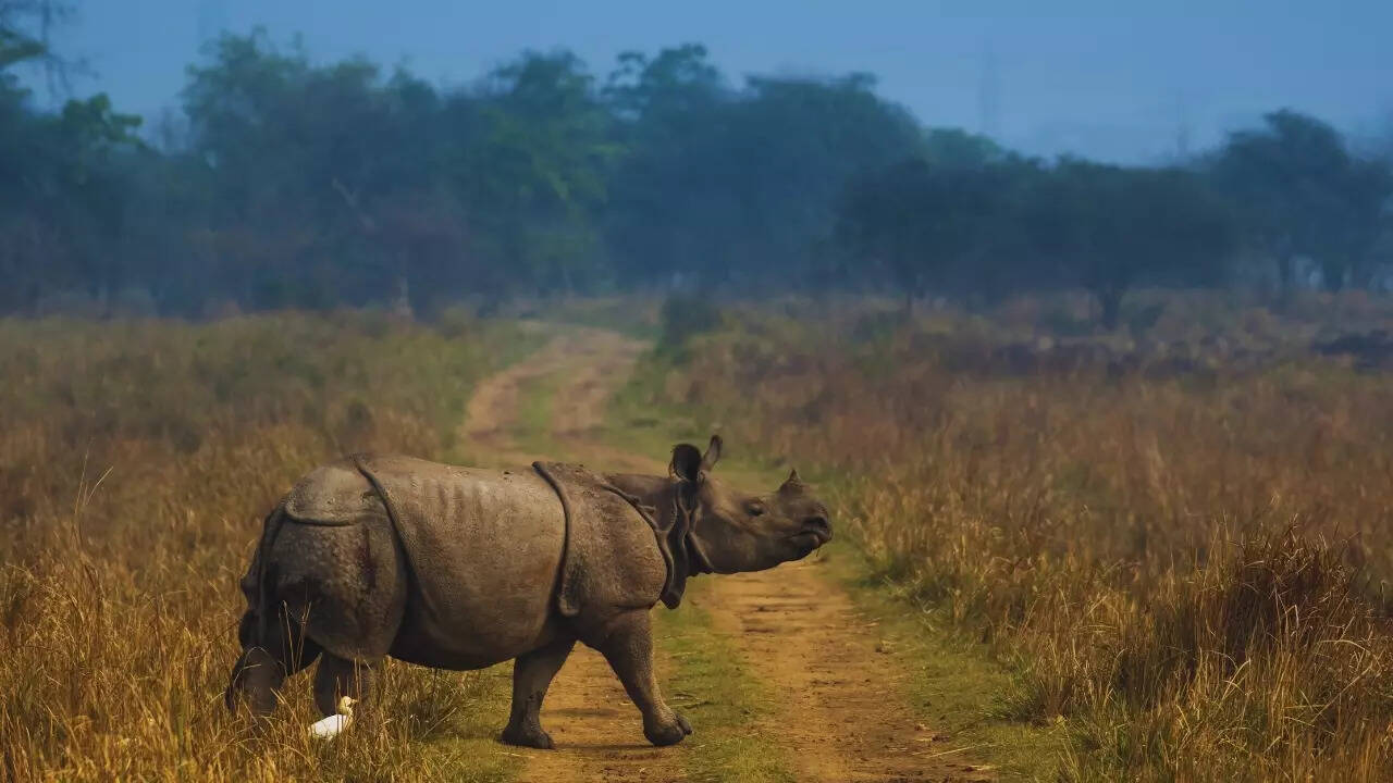 Assam – One-horned rhinoceros