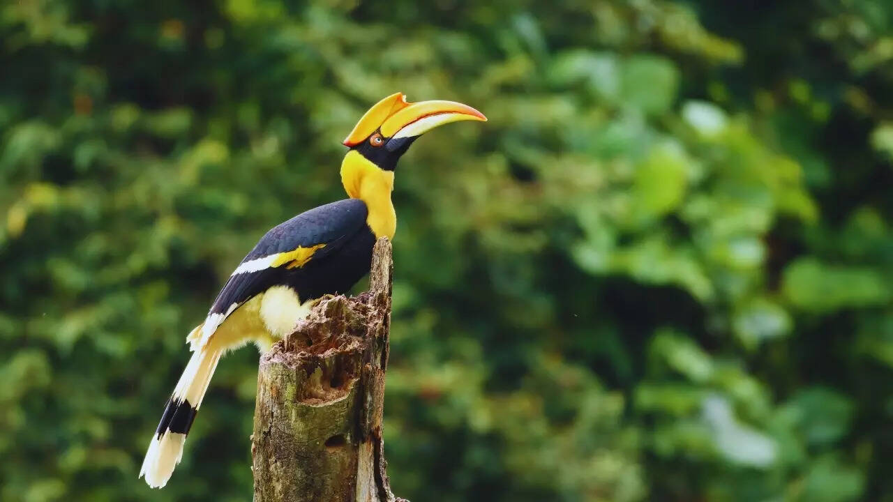 Arunachal Pradesh – Great hornbill