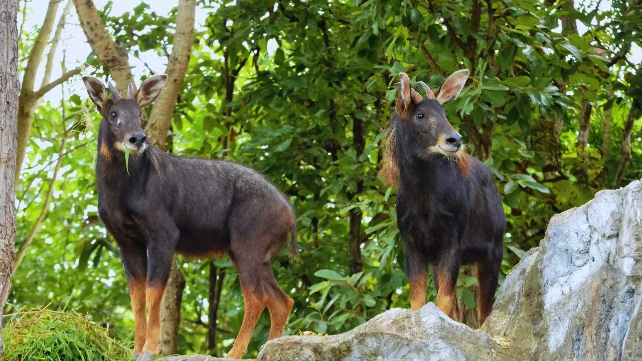 Mizoram – Serow