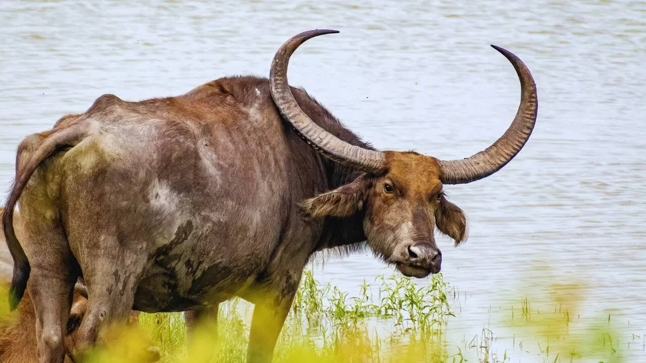 Chhattisgarh – Wild water buffalo