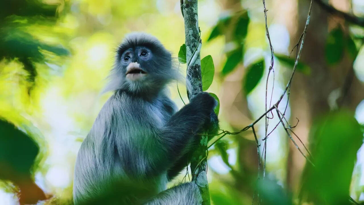 Tripura – Phayre’s langur