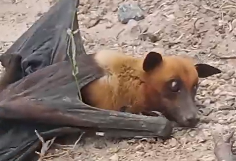 Udan fox- Flying fox spotted in Rajasthan