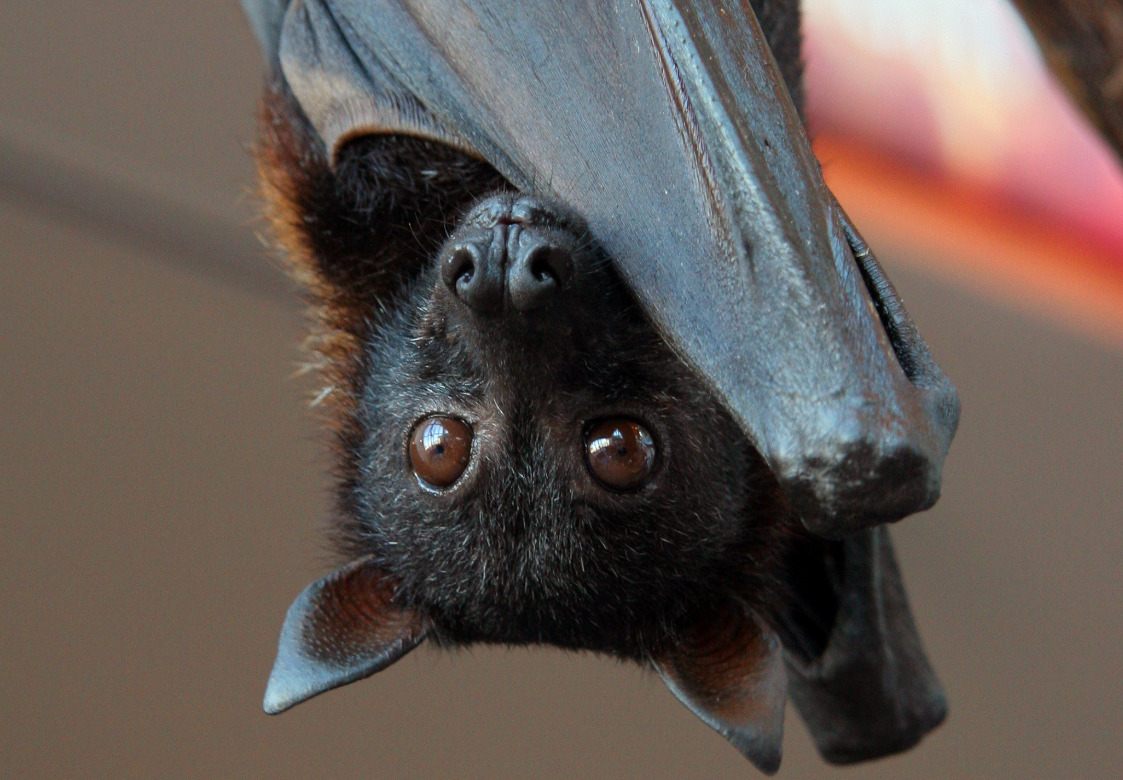 Flying Fox (Photo: @bisantian/X)