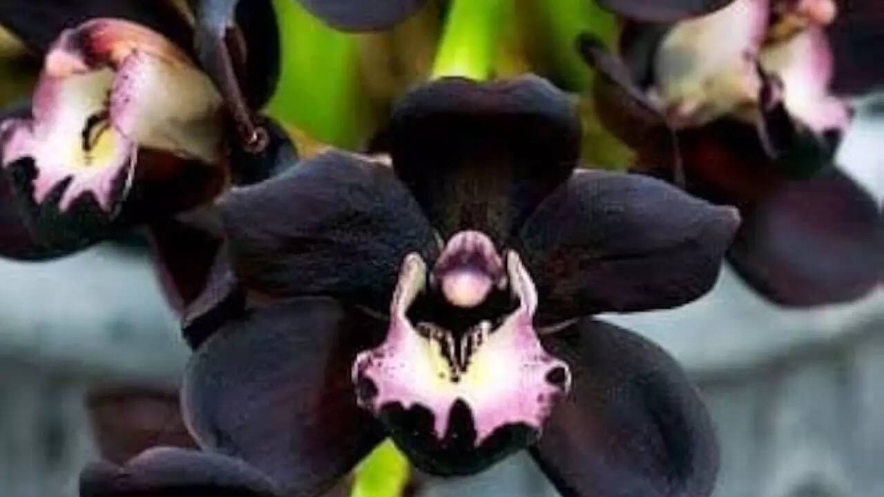 The science behind black flowers