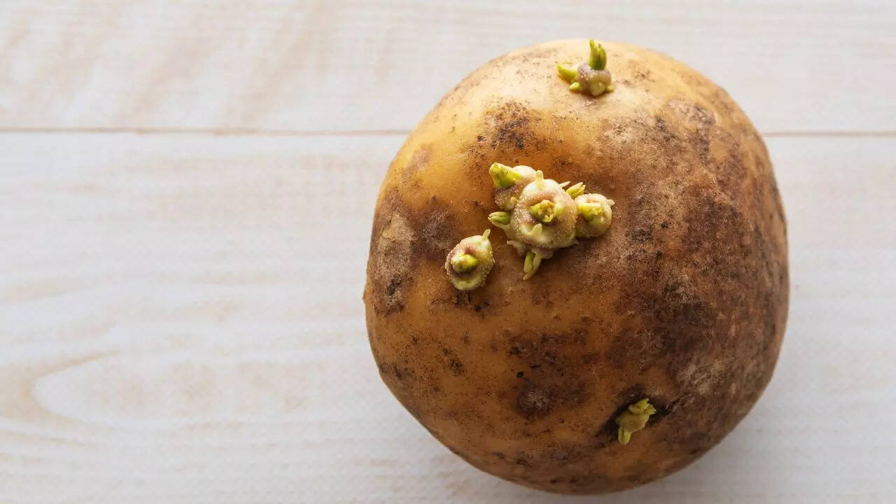 How sprouted potatoes become toxic