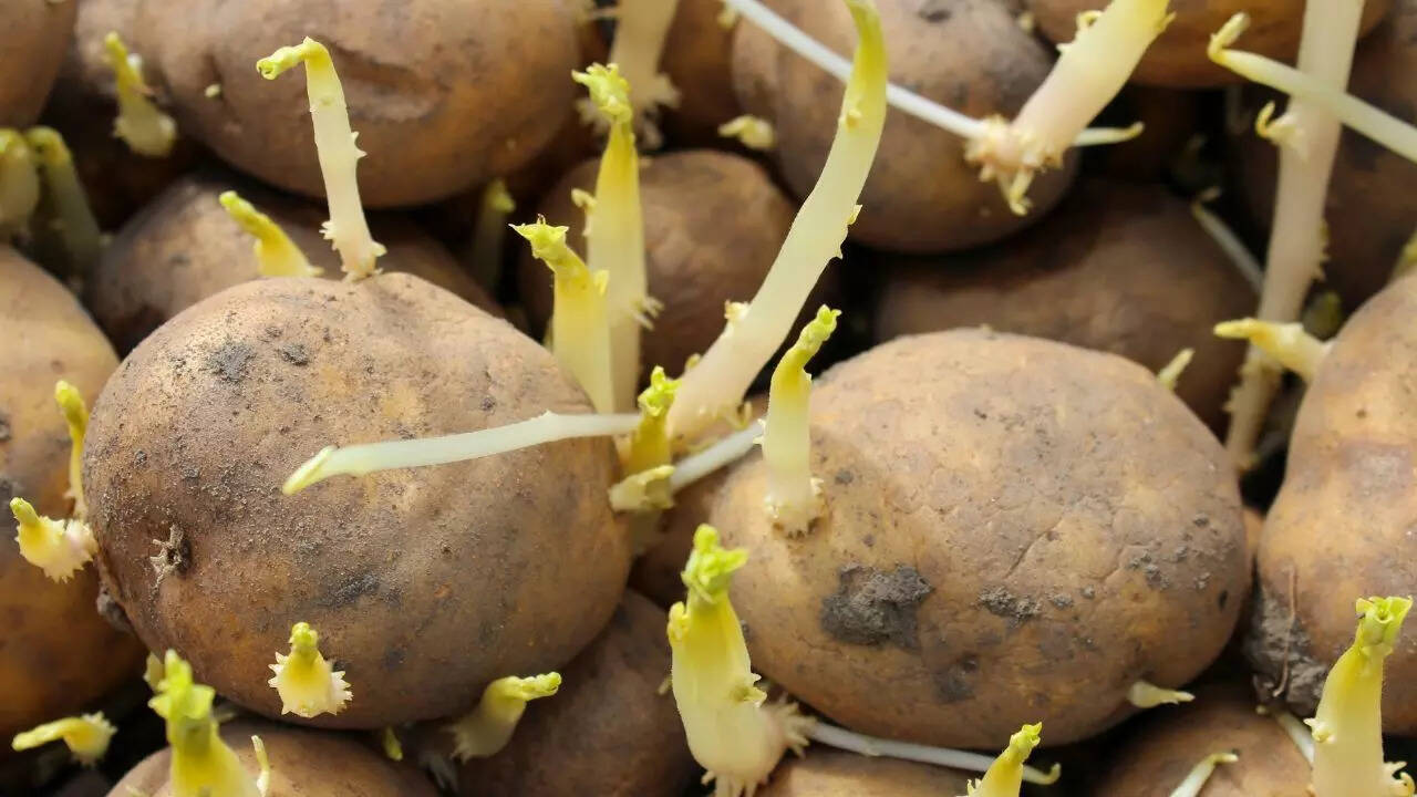 How to safely handle potatoes