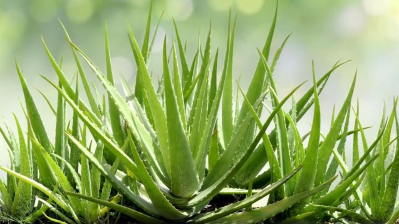 Aloe vera