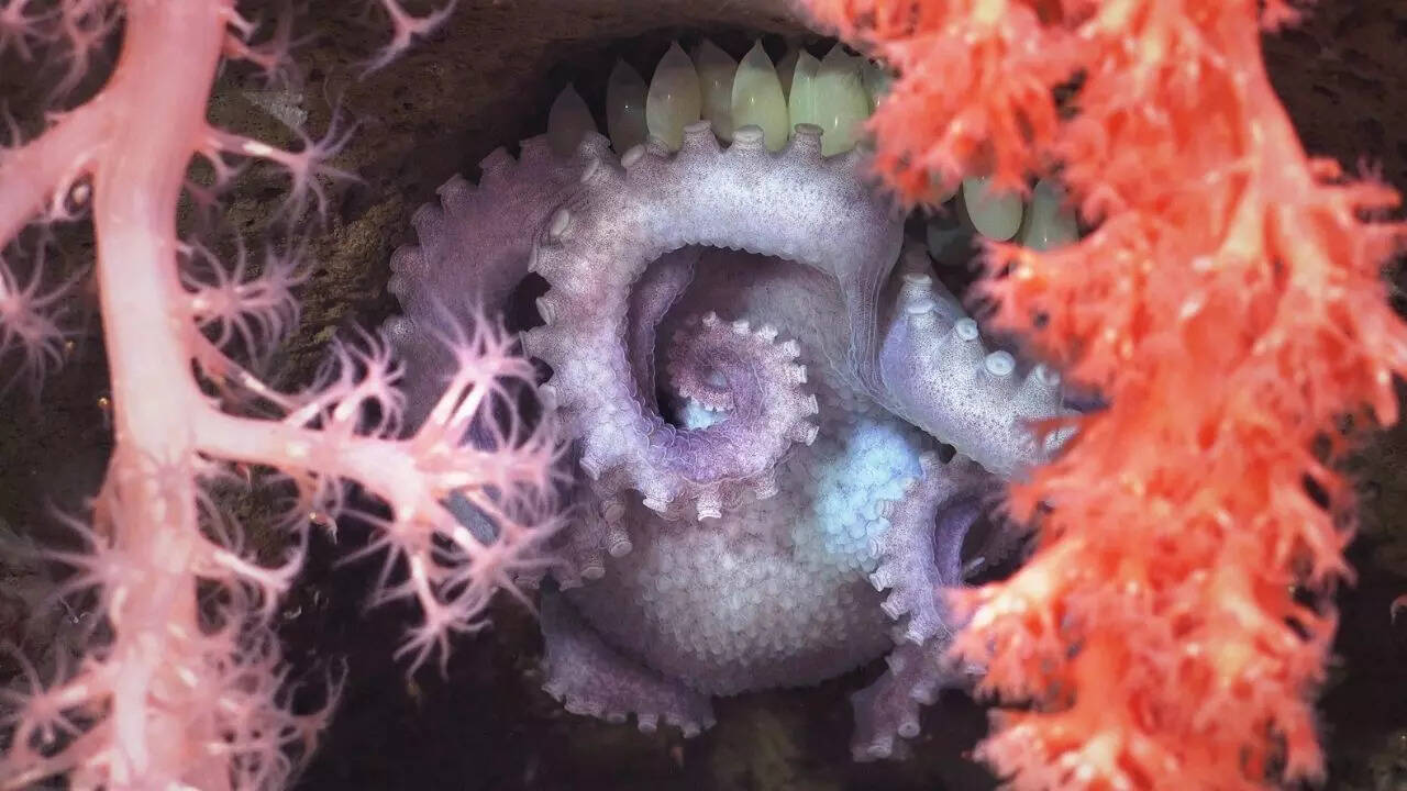 Ghostly octopuses hovering protectively over their eggs