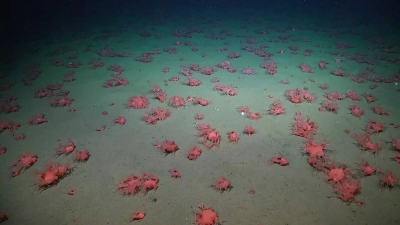 A king crab carrying more than 100 barnacles