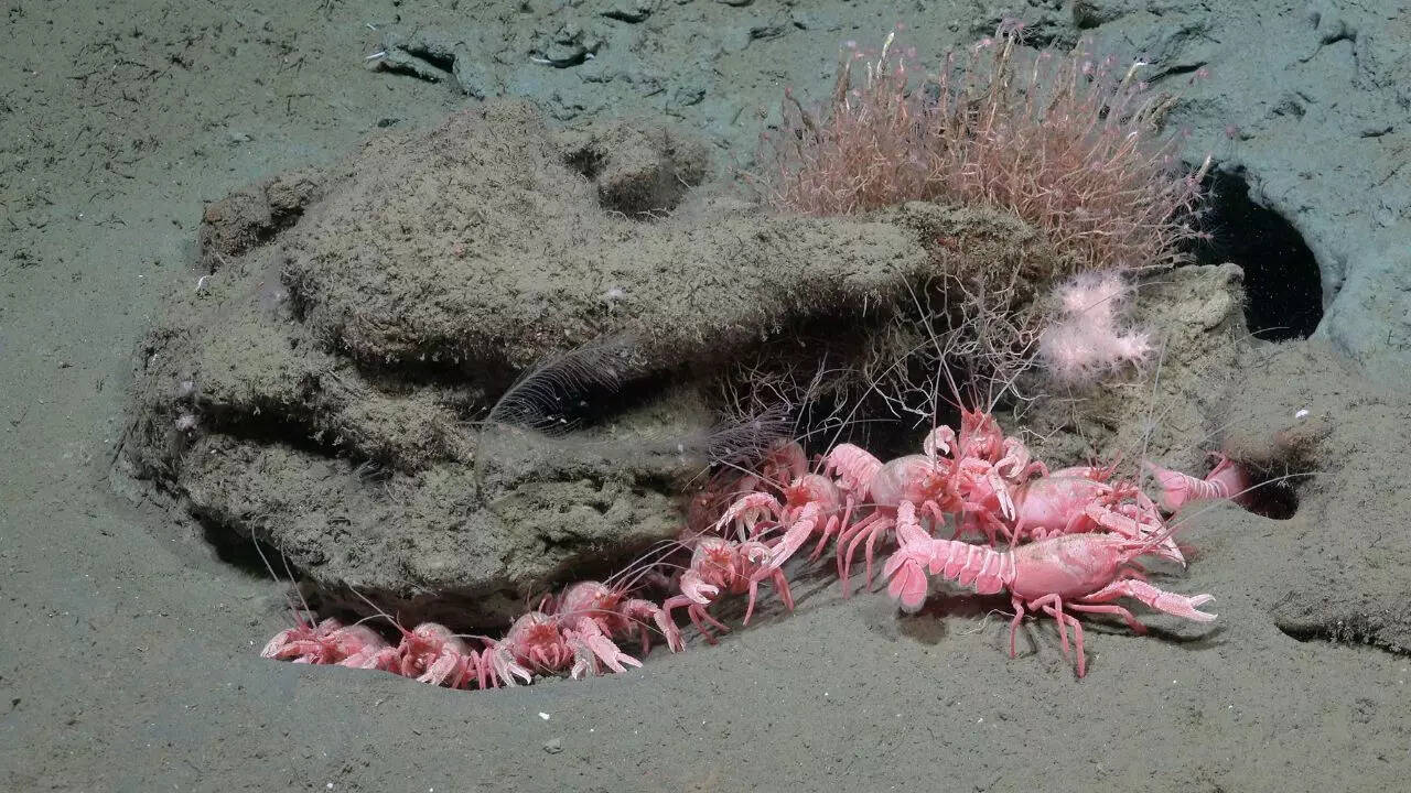 Pastel pink lobsters moving in groups along the seafloor
