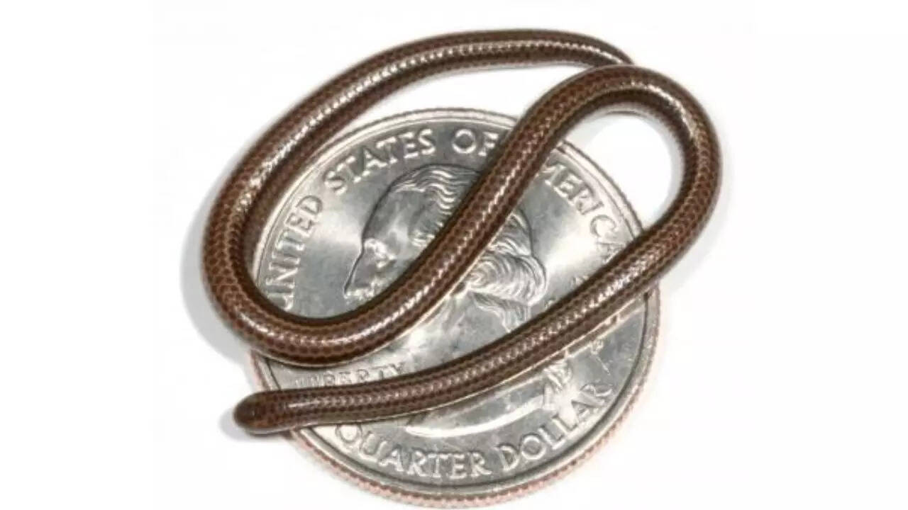 Barbados threadsnake