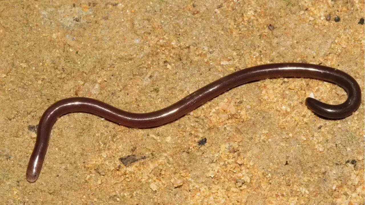 Brahminy blind snake