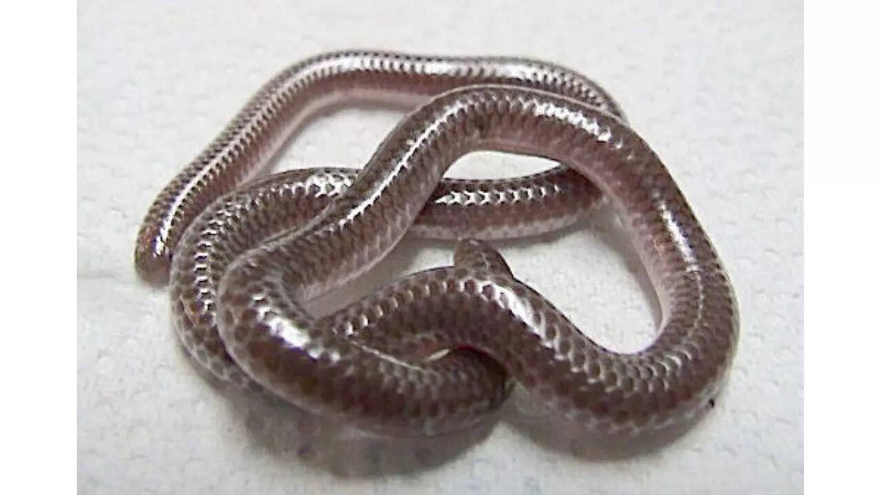 Texas Blind Snake