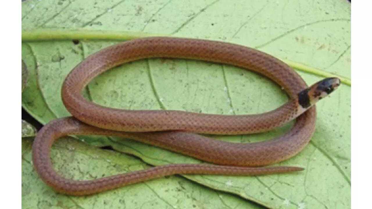 Flat-headed snake
