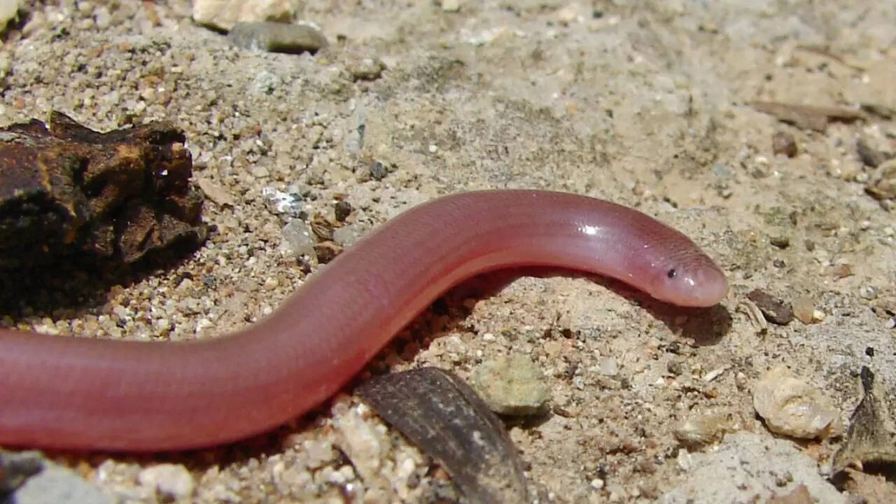 Malagasy blind snake