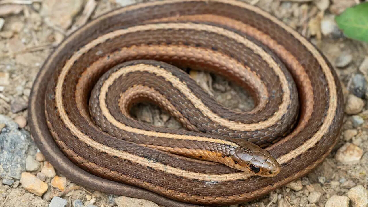 Short-headed garter snake