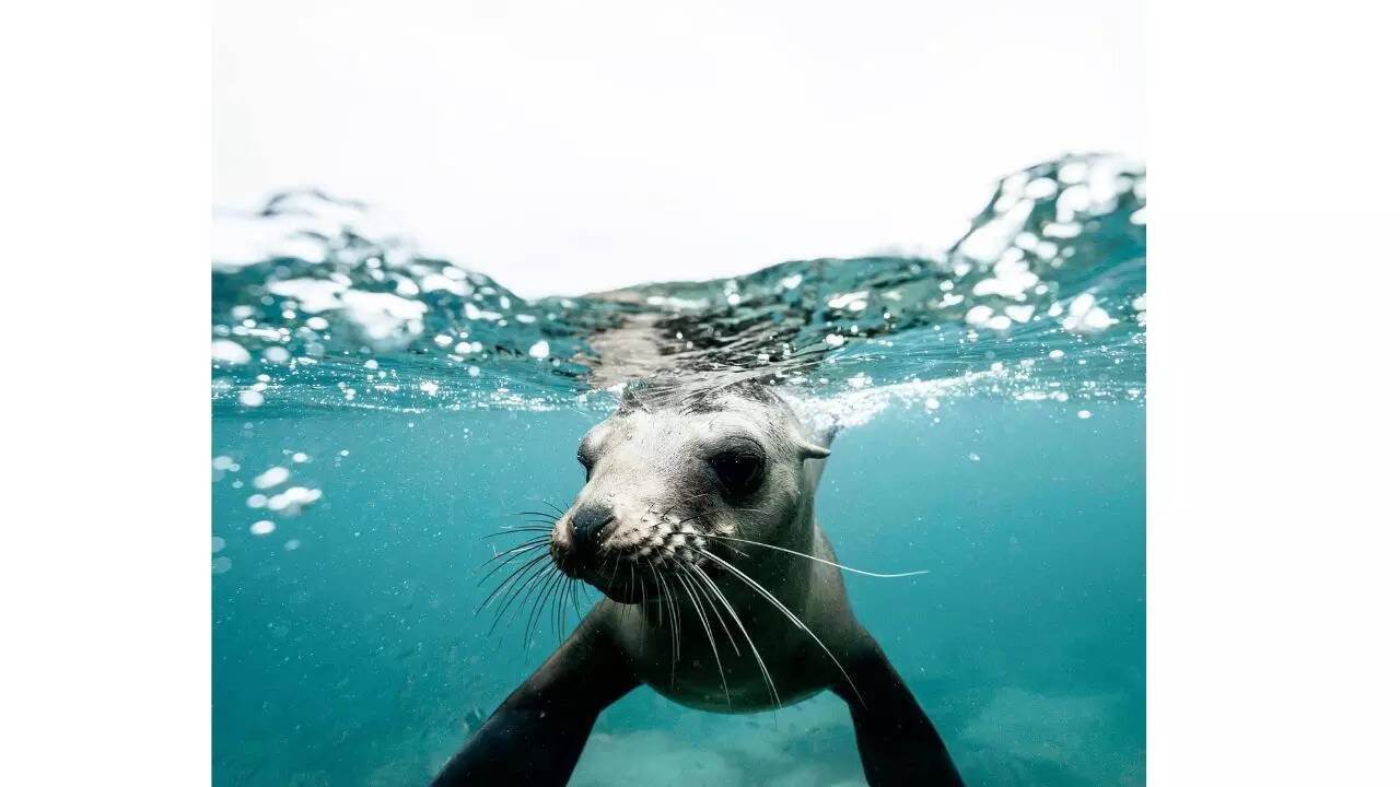 Seal whiskers