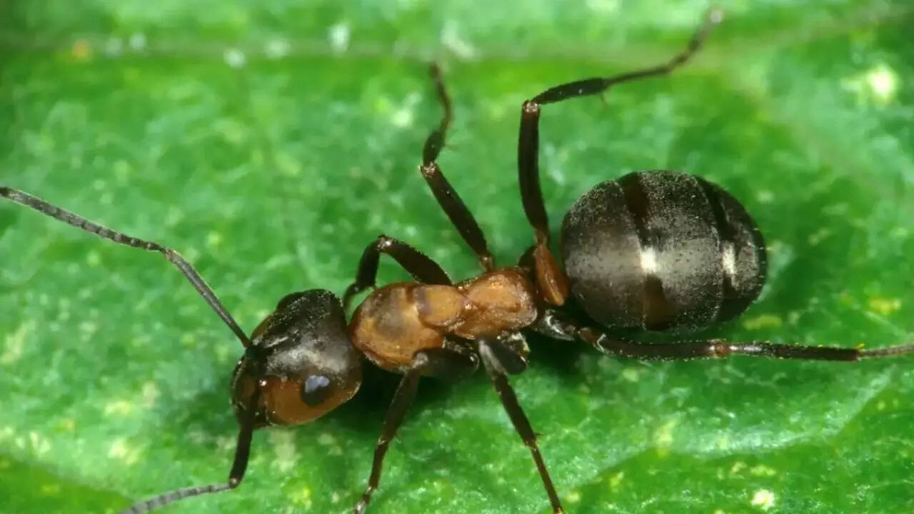 Ant yogurt (1)