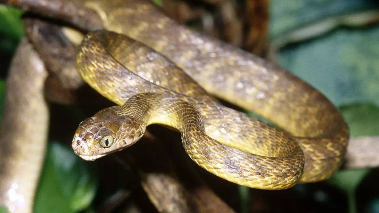 Source: BBC Brown Tree Snake