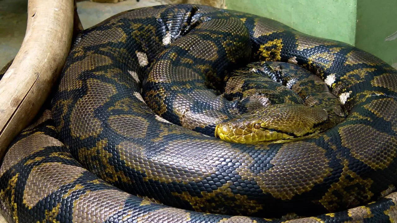 Reticulated Python