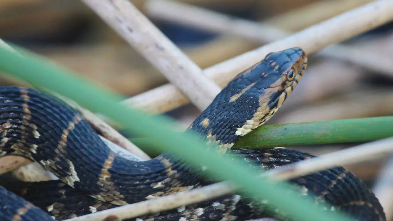 Banded Water Snake