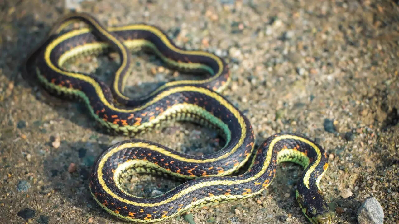 Snakes that come out during the day