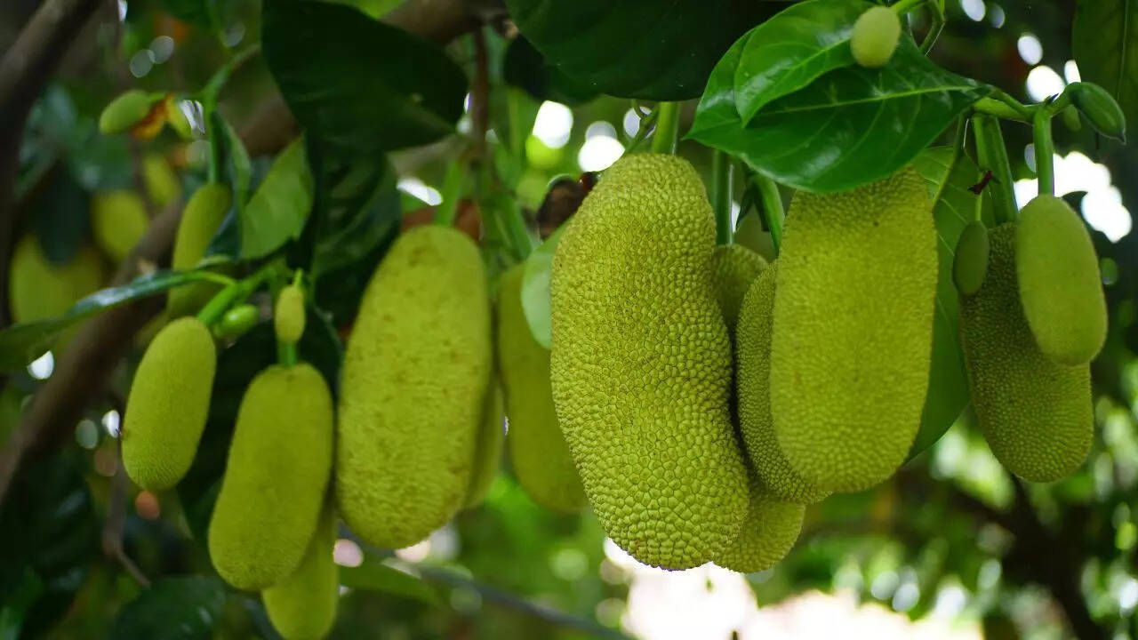 Nutrient-rich composition of jackfruit seeds