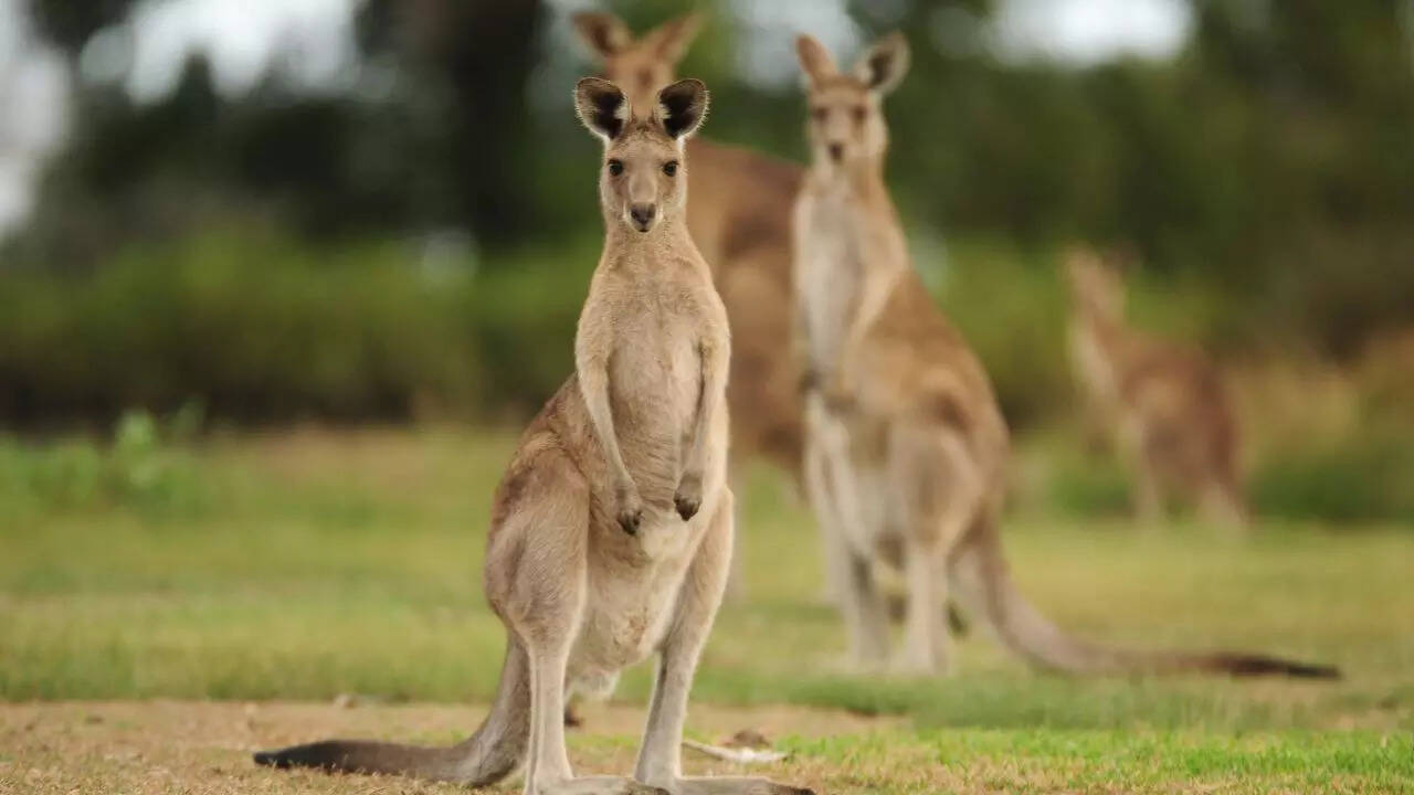 Kangaroos