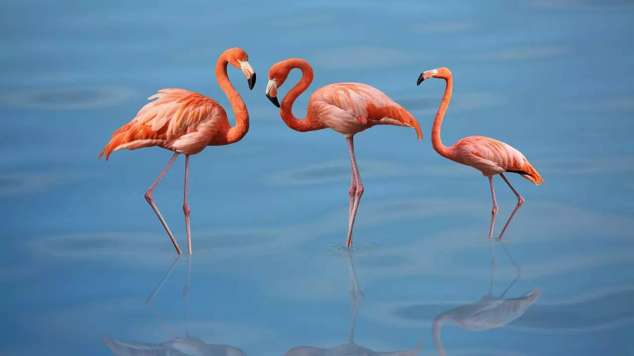 Flamingos