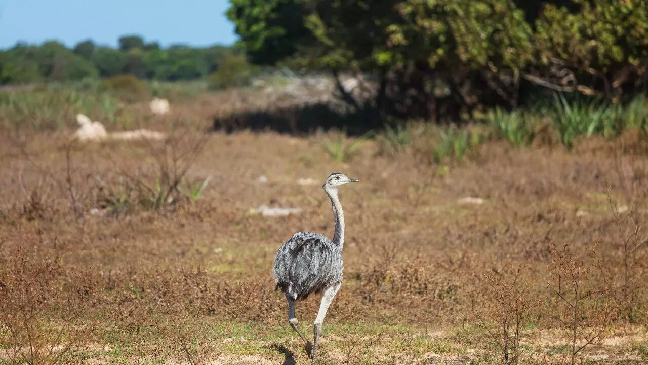 Ostriches