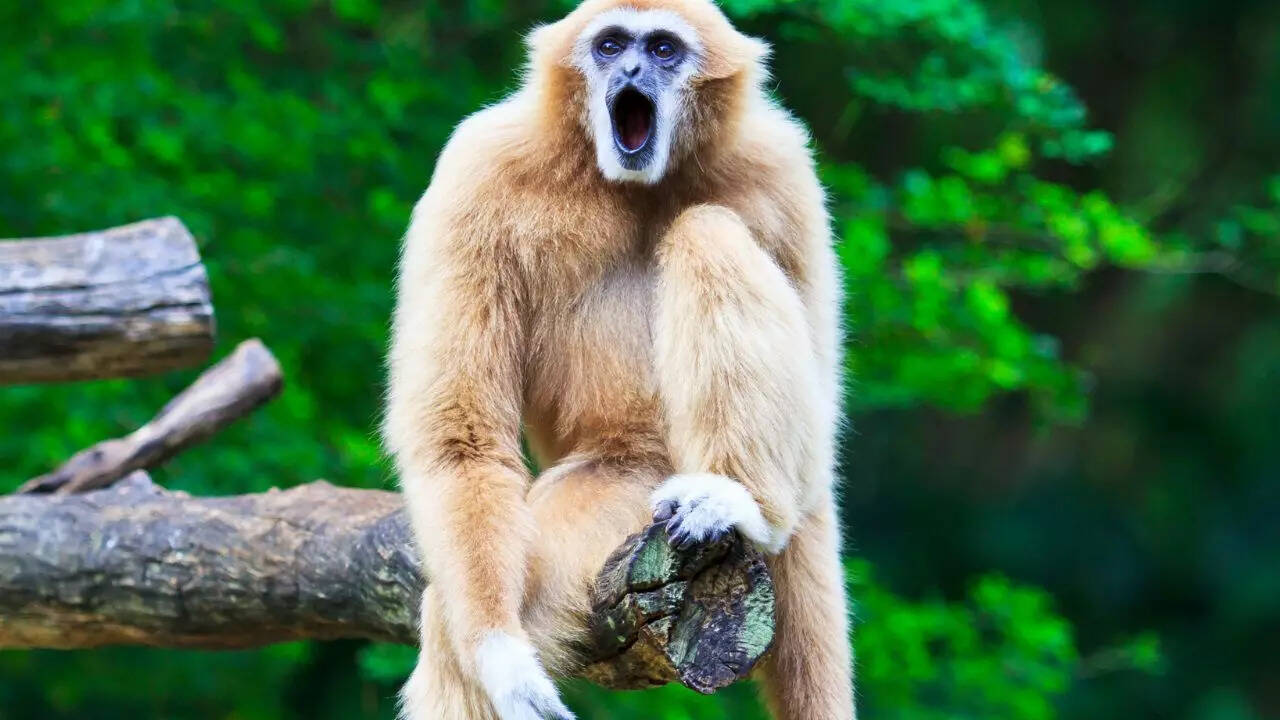 Gibbons