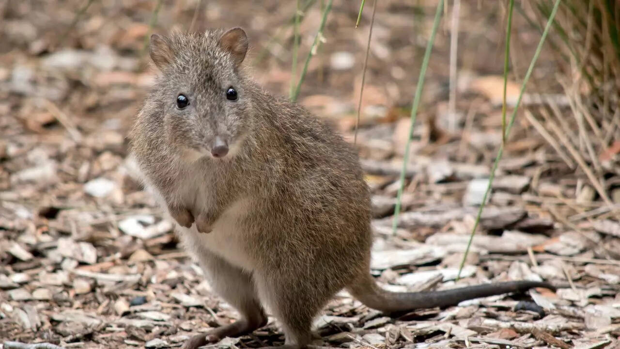 Kangaroo Rats