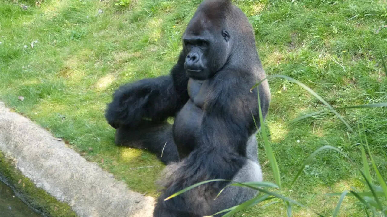 ​​Gorillas
